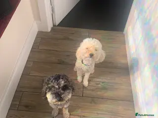 Toy Poodle dogs Two Male Toy Poodles (6 & 4) Loving Home Needed - Advert 1