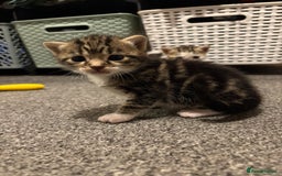 Mixed Breed cats for sale: Kittens - Image 3