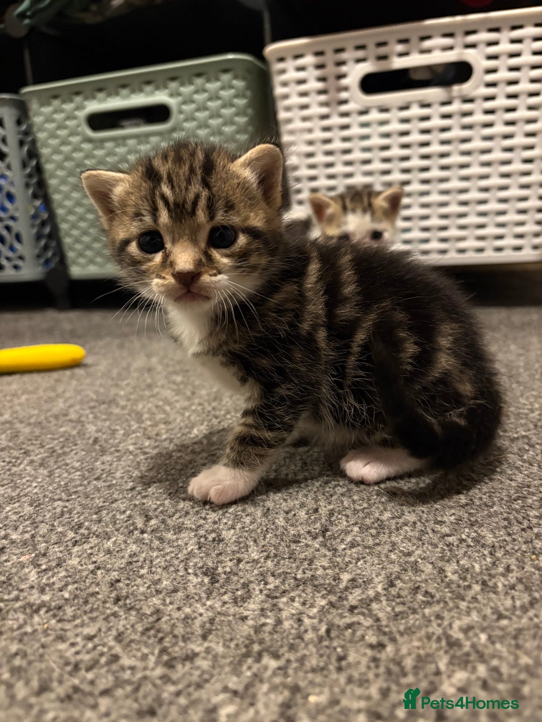 Mixed Breed cats for sale: Kittens - Image 3