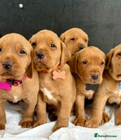 Labrador Retriever dogs - Advert 4