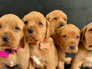 Labrador Retriever dogs - Advert 5