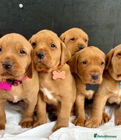 Labrador Retriever dogs - Advert 2