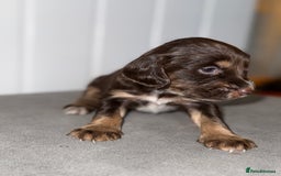 Sprocker dogs for sale: Sprocker puppies - Image 10