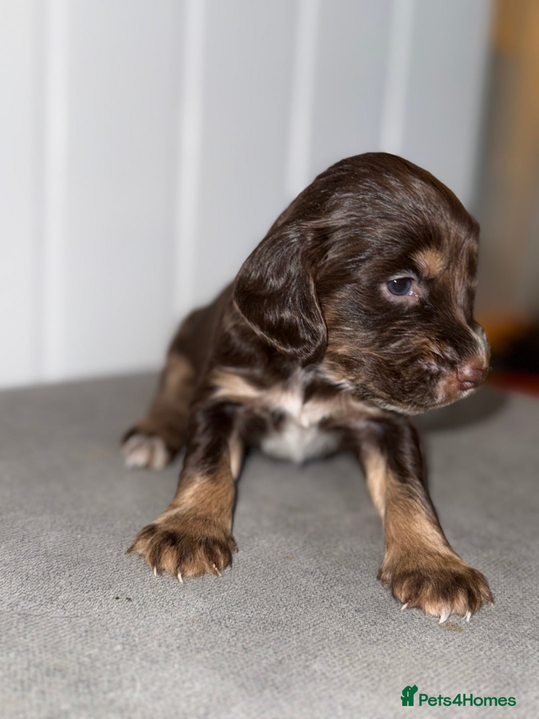 Sprocker dogs for sale: Sprocker puppies - Image 10