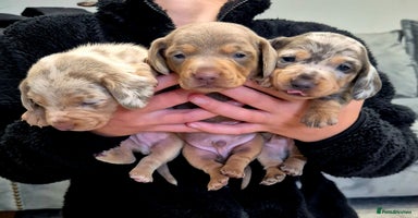 Miniature Dachshund dogs - Advert 10