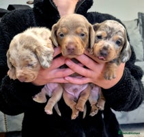 Miniature Dachshund dogs - Advert 1