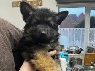 German Shepherd dogs Beautiful German Shepherd Puppies Kc Registered - Advert 4