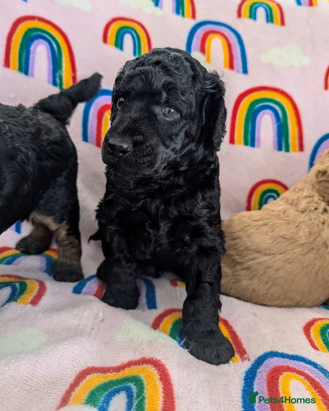 Miniature Poodle dogs for sale: Stunning Red & Phantom Poodles - Image 29