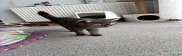 British Shorthair cats for sale: We have 4 little kittens looking for a new home - Advert 5