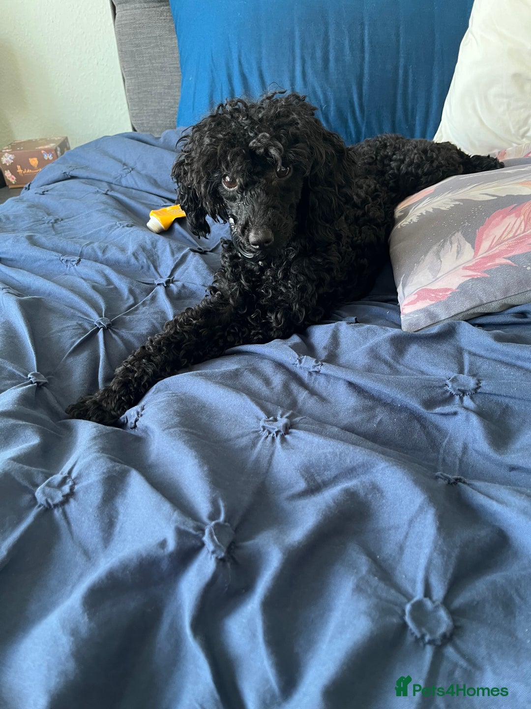 Toy Poodle dogs for sale: Beautiful Toy Poodle female - Advert 2