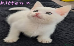 Mixed Breed cats for sale: 4 cute kittens up for sale - Image 19
