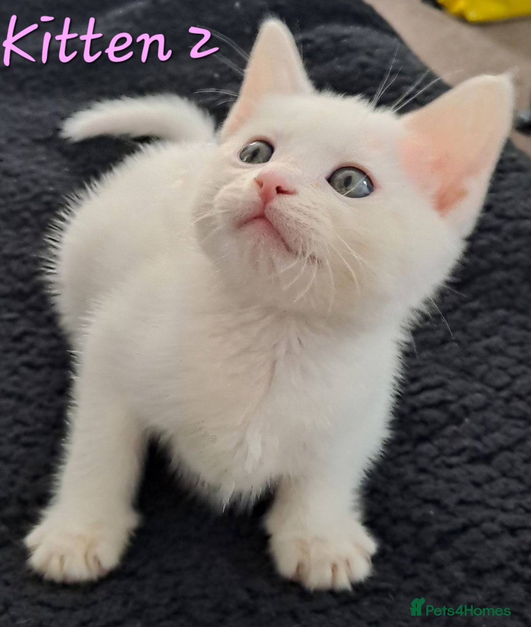 Mixed Breed cats for sale: 4 cute kittens up for sale - Image 19