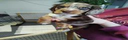 Cocker Spaniel dogs for sale: Cocker spaniel  - Advert 5