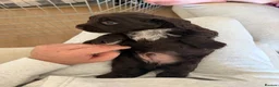 Cocker Spaniel dogs for sale: Cocker Spaniel Puppies in Middlesbrough - Advert 10