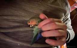Lovebirds birds for sale: Cuddly hand reared baby lovebirds - Image 10