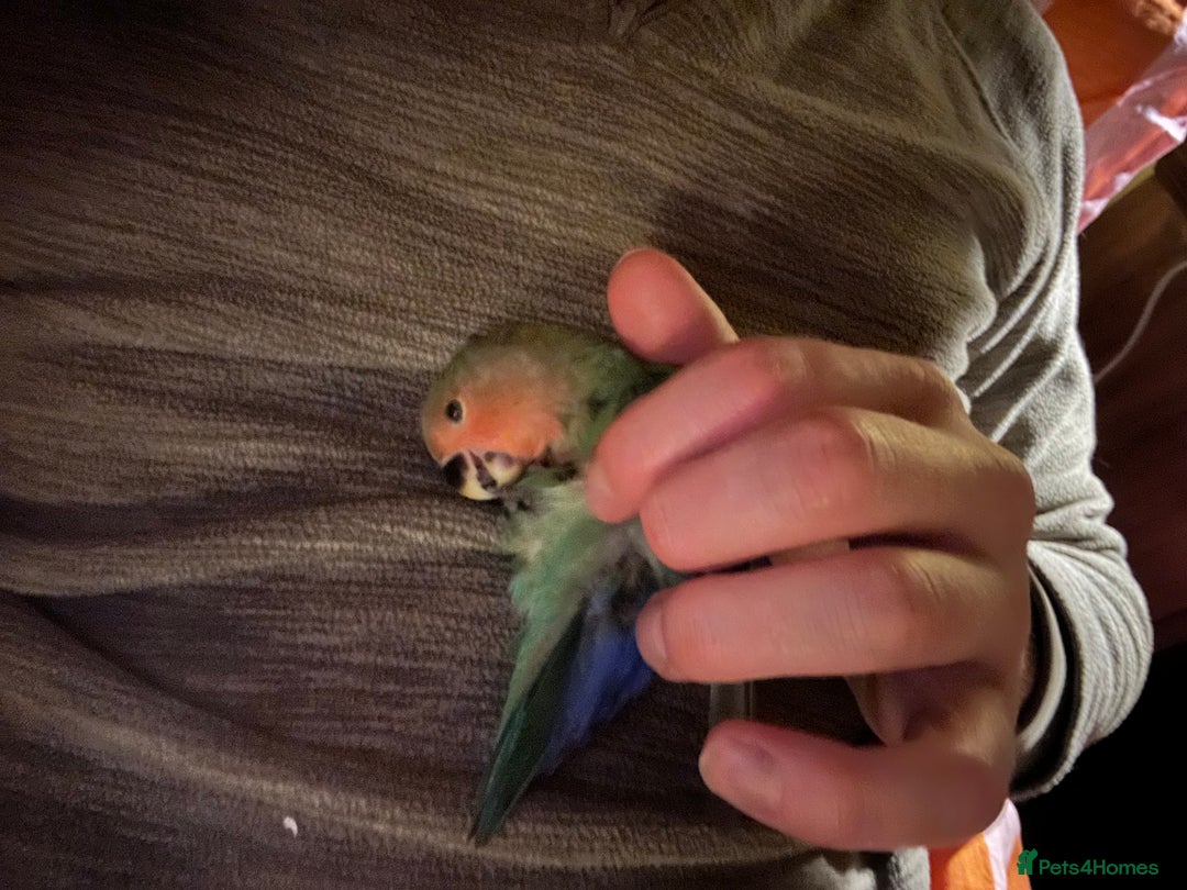 Lovebirds birds for sale: Cuddly hand reared baby lovebirds - Image 10
