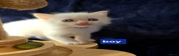 Ragdoll cats for sale: 3 girls and 2 boys ragdoll kitten ready 4 new home in Welwyn Garden City - Advert 9