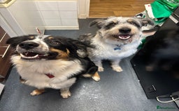 Border Collie dogs for sale: Border collie rehoming  - Image 7