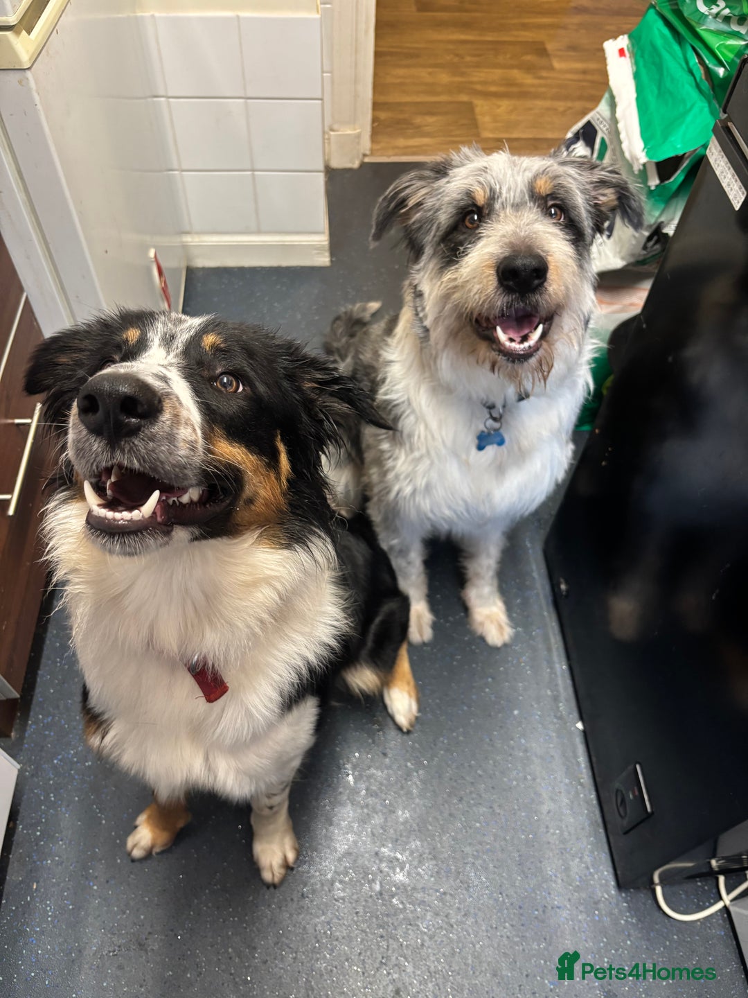 Border Collie dogs for sale: Border collie rehoming  - Image 7