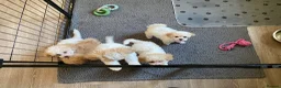 Cavapoochon dogs for sale: Cavapoochon puppies with 5 weeks free insurance   - Advert 8