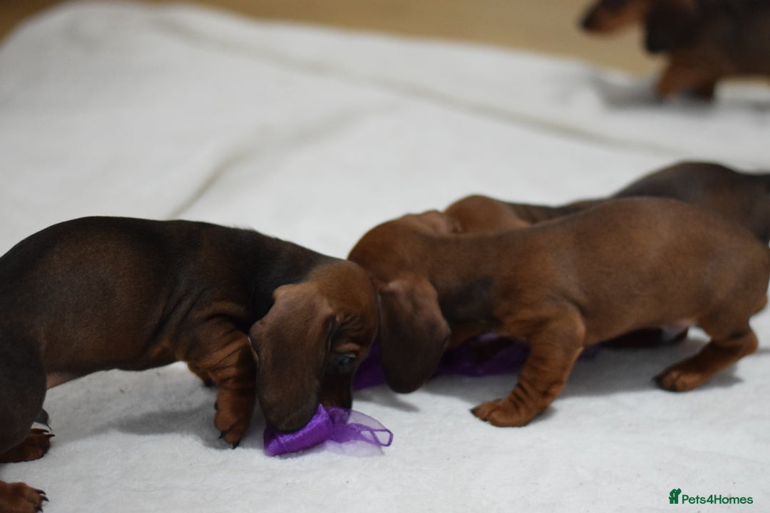 Miniature Dachshund dogs for sale: 🌟Gorgeous Miniature Dachshunds🌟 - Advert 22