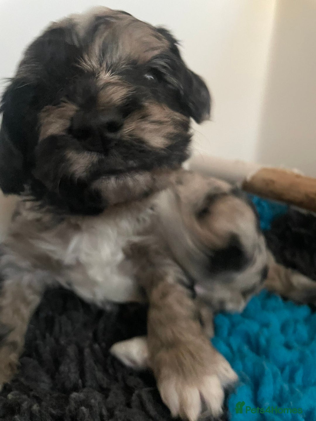 Cavapoochon dogs for sale: Cavapoochon puppy - Advert 6