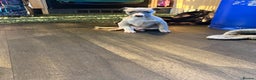 Whippet dogs for sale: 5 beautiful kc registered whippit puppies  - Advert 19