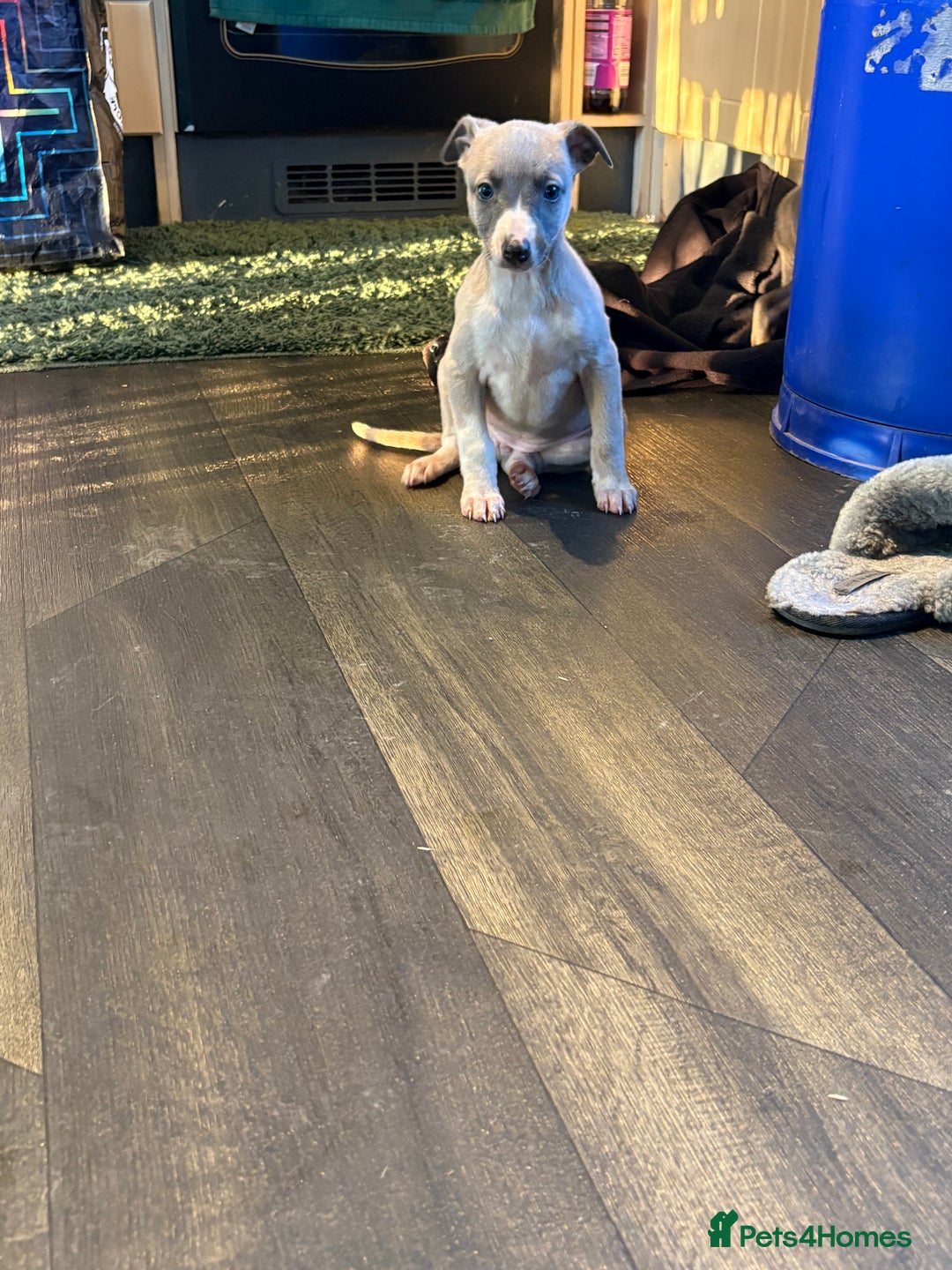 Whippet dogs for sale: 5 beautiful kc registered whippit puppies  - Advert 19