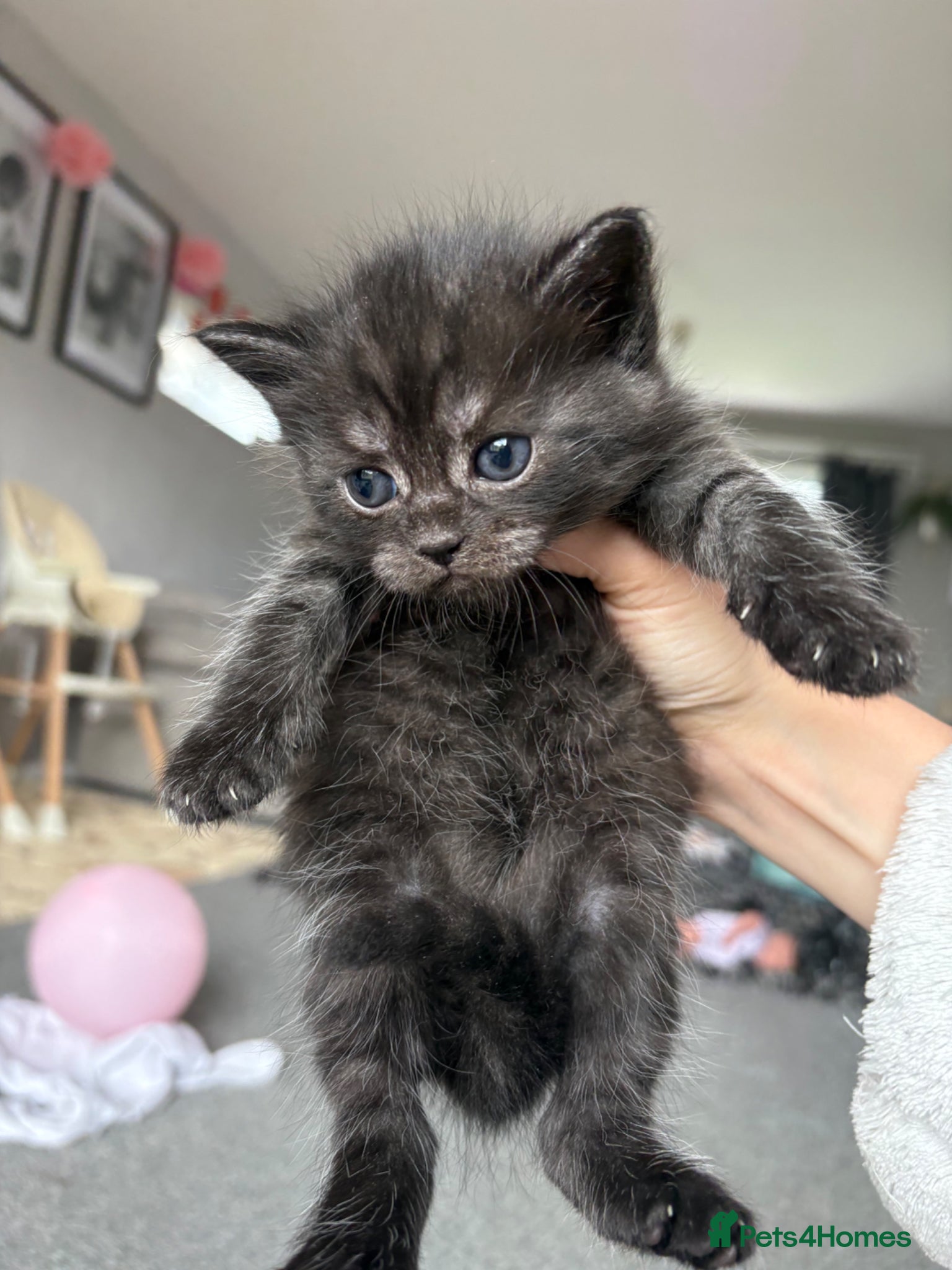 Persian cats for sale: Ash grey Persian kittens - Advert 26