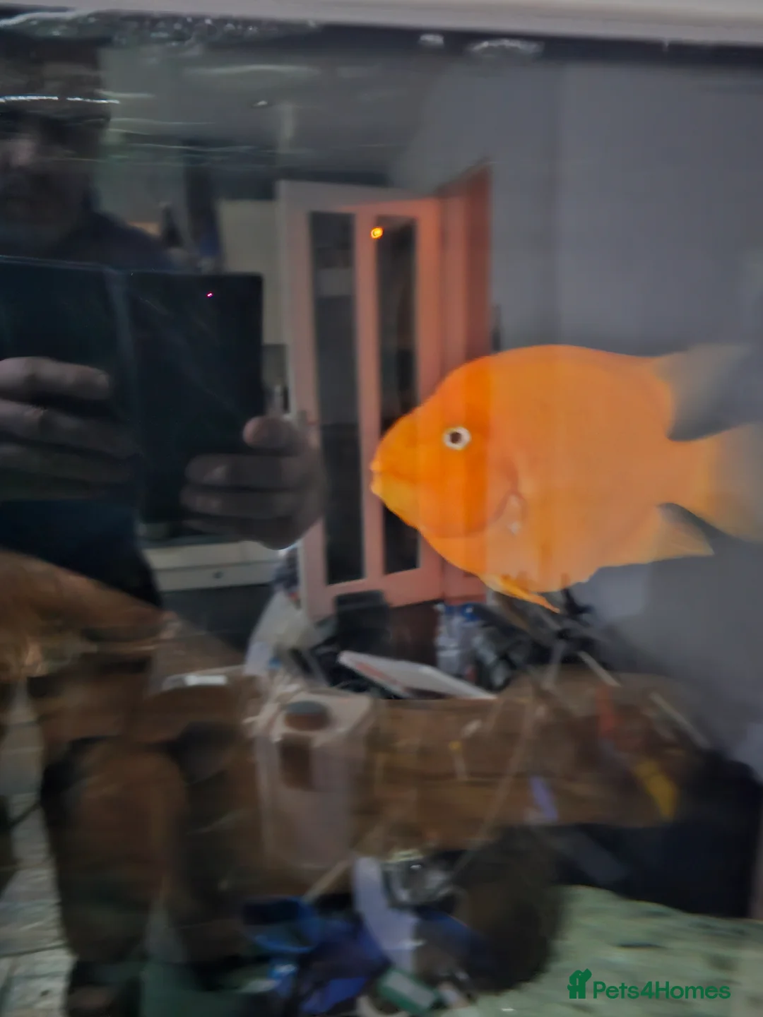 Cichlids fish for sale: African Cichlids for sale - Advert 2