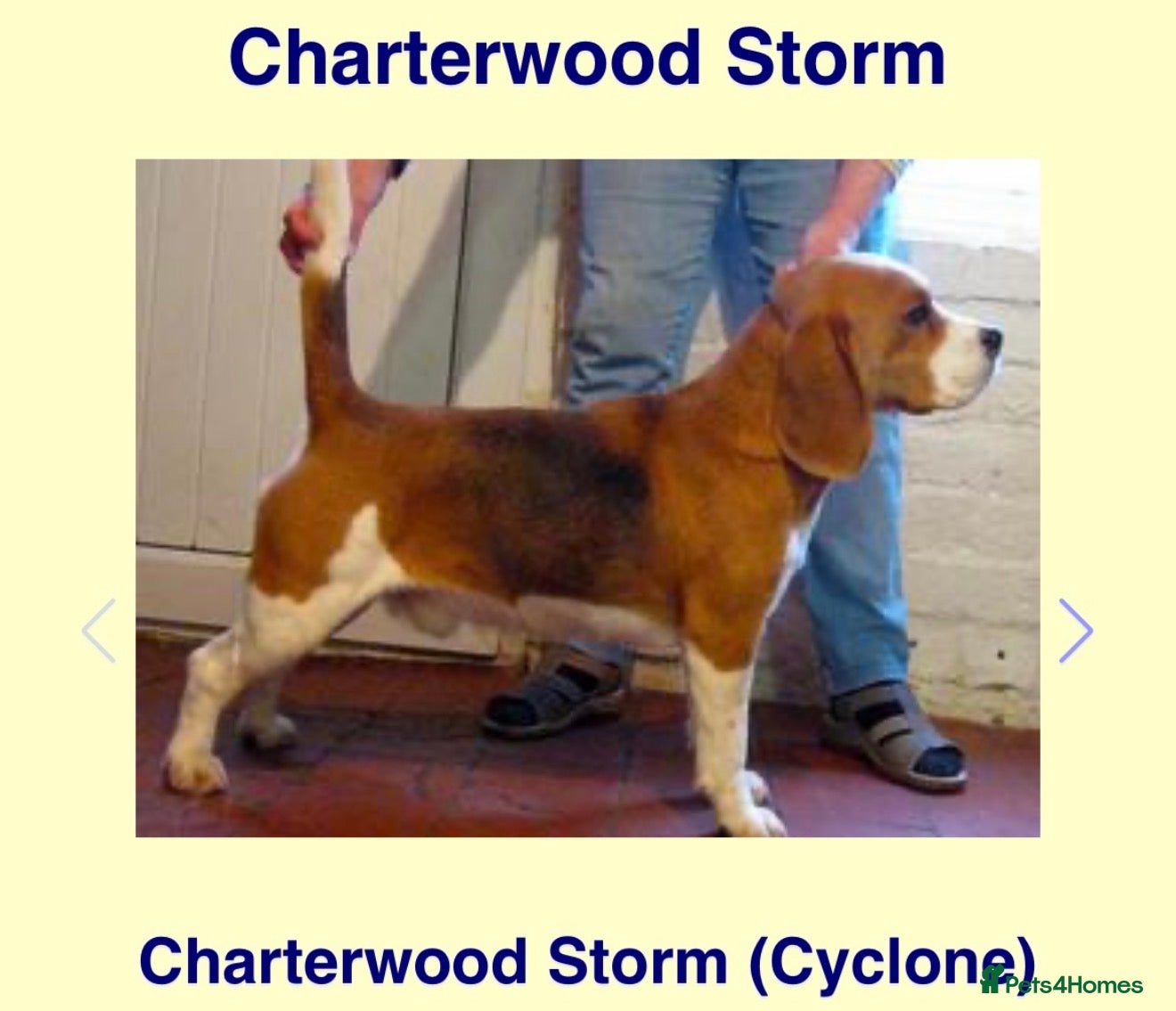 Beagle dogs K reg show winning beagles  - Advert 17