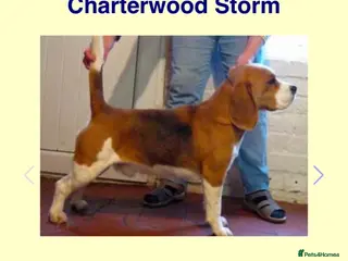 Beagle dogs K reg show winning beagles - Advert 17