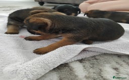 Border Terrier dogs for sale: 5 border terrier puppys  - Image 7