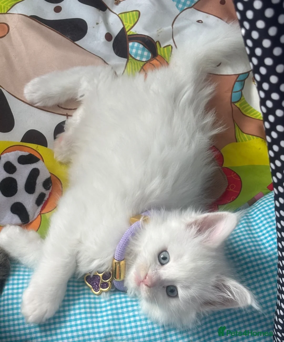 Maine Coon cats for sale: Gorgeous, stunning tica registered Maine coons in Sunderland - Advert 2