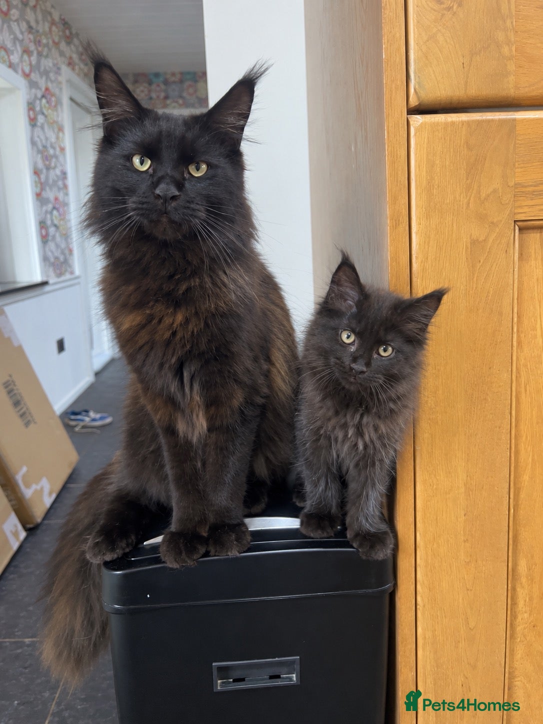 Maine Coon cats Stunning Black Smoke Maine Coon Girl – KamBaba🖤  - Advert 4