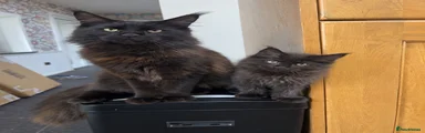 Maine Coon 1