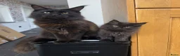 Maine Coon cats for sale: Stunning Black Smoke Maine Coon Girl – KamBaba🖤  in Thurso - Advert 1