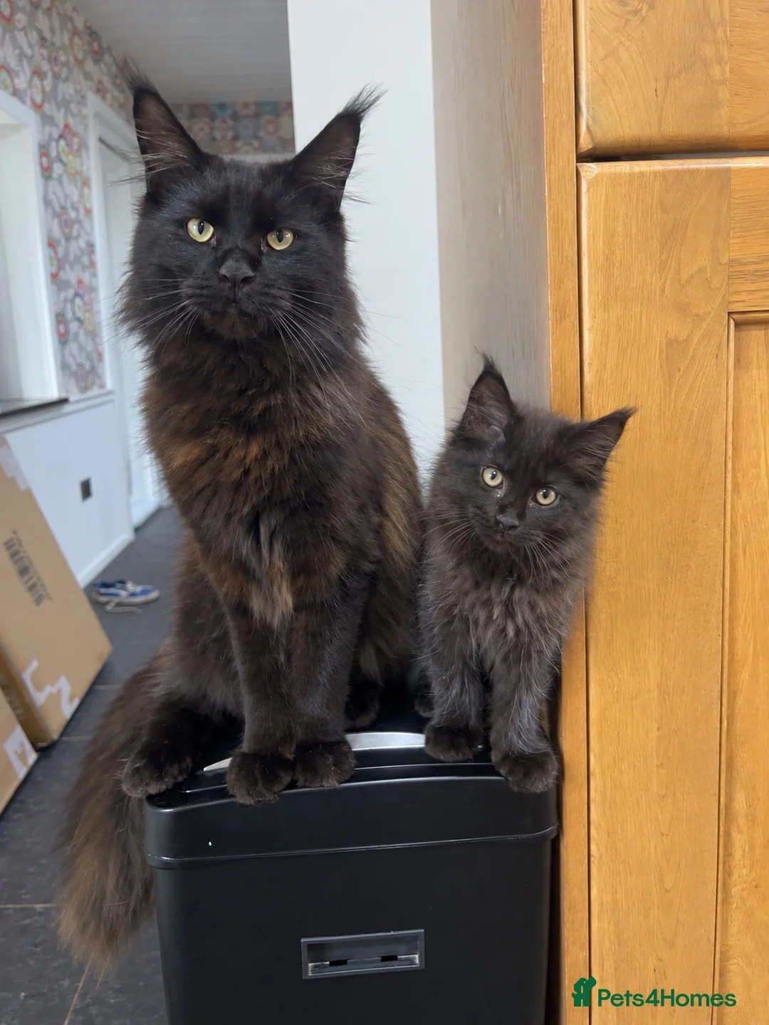 Maine Coon cats for sale: Stunning Black Smoke Maine Coon Girl – KamBaba🖤  in Thurso - Advert 1