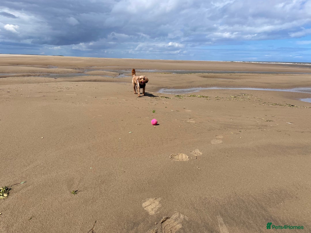 Cockapoo dogs for stud: STUD F1 Cockerpoo (5 Star 10/10} - Advert 19