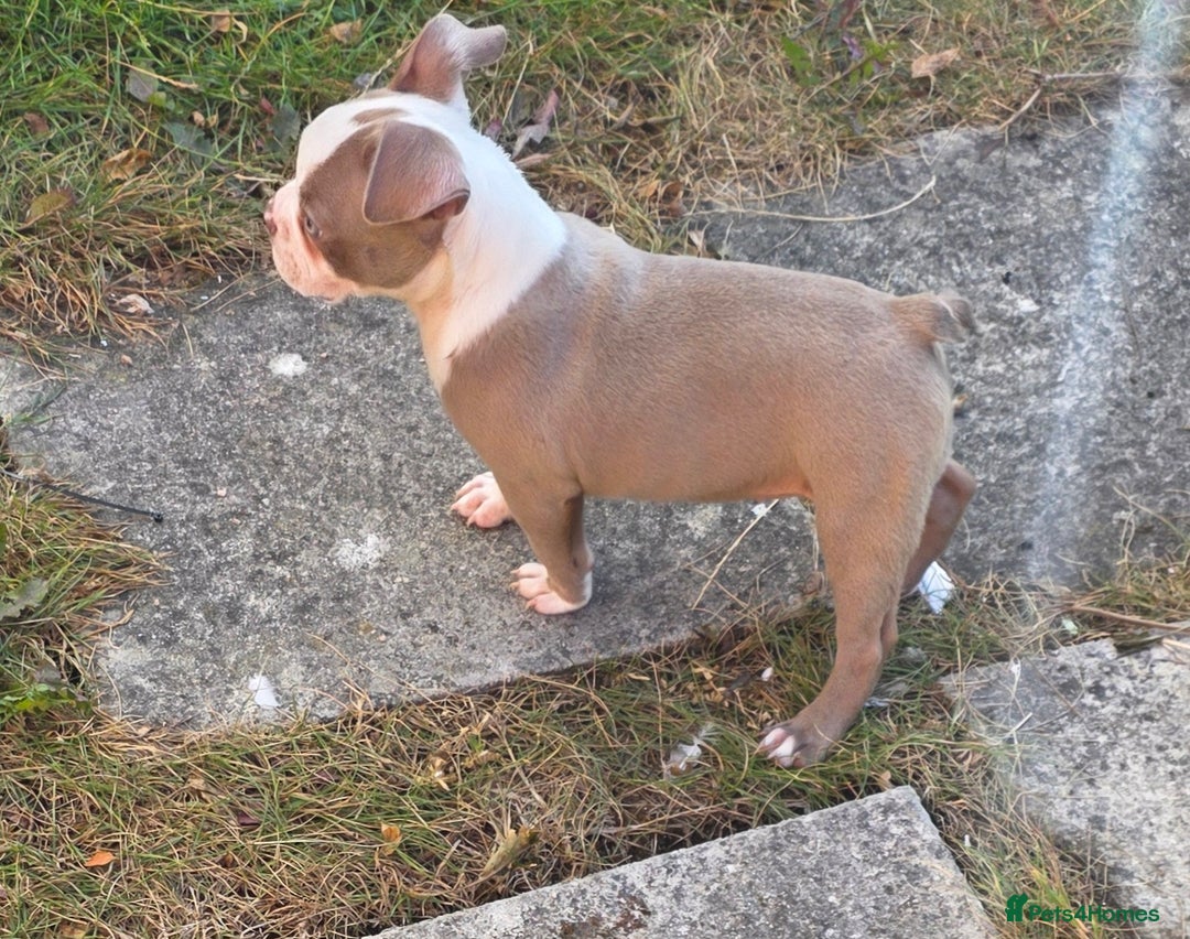 Boston Terrier dogs for sale: Stunning Boston Terrier Girl - Image 3