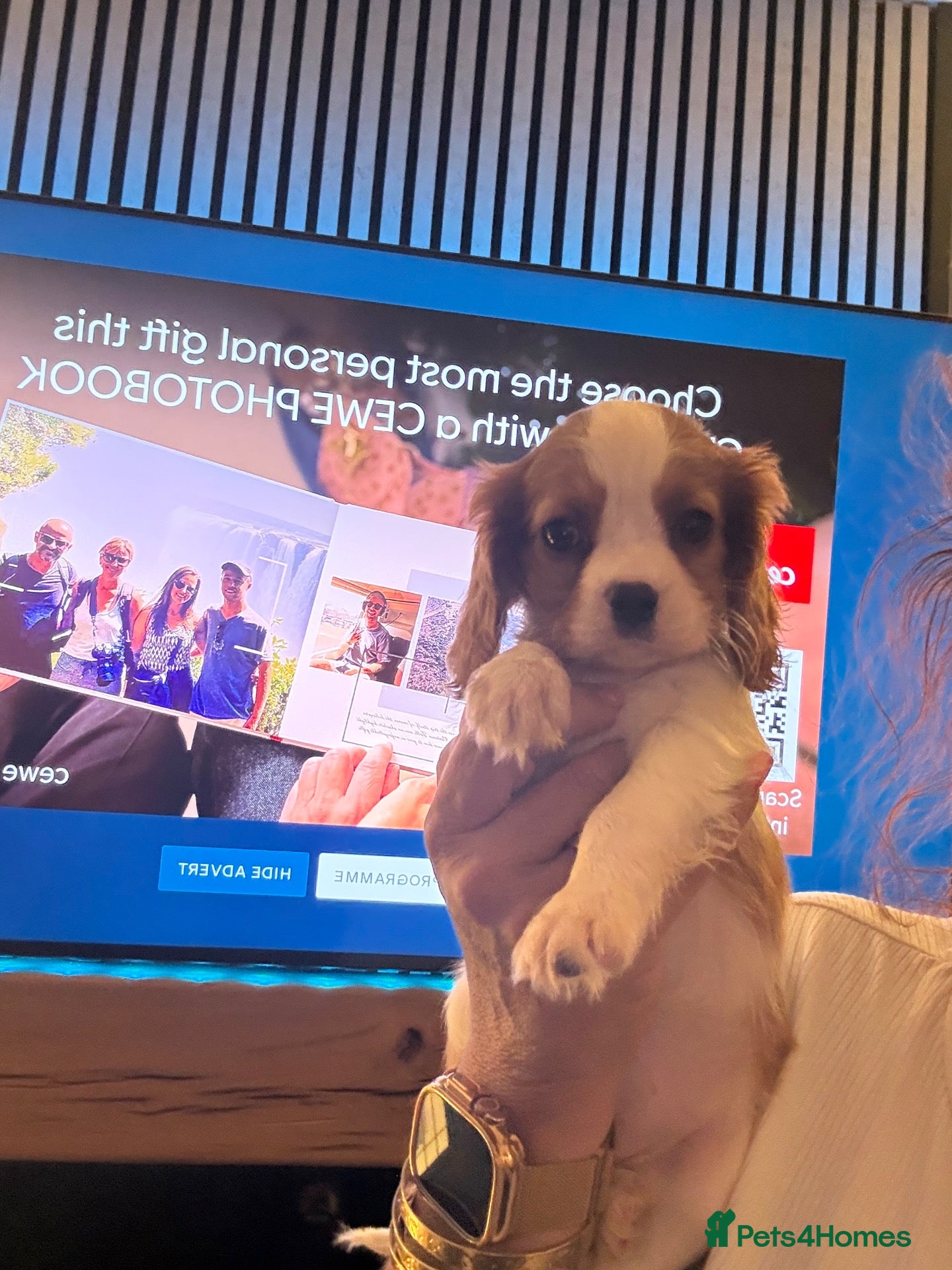 Cavalier King Charles Spaniel dogs DNA clear and kc registered cavalier puppies  - Advert 2
