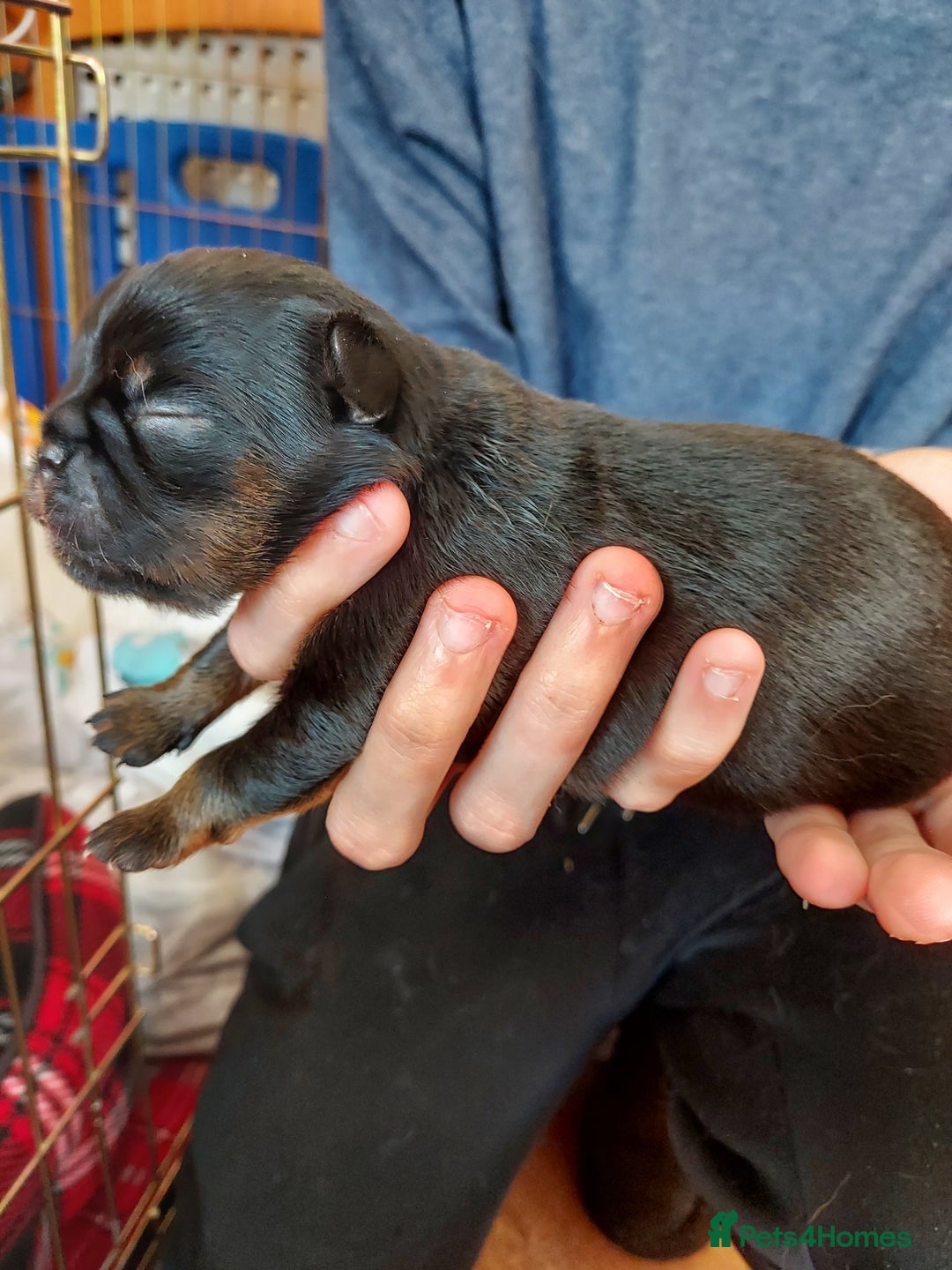 Mixed Breed dogs for sale: Gorgeous Griffychin boy - Image 7