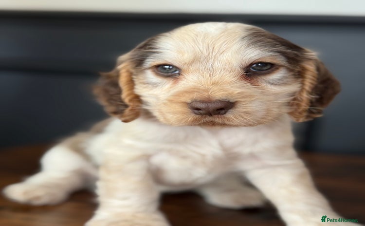 Cocker Spaniel dogs - Advert 4