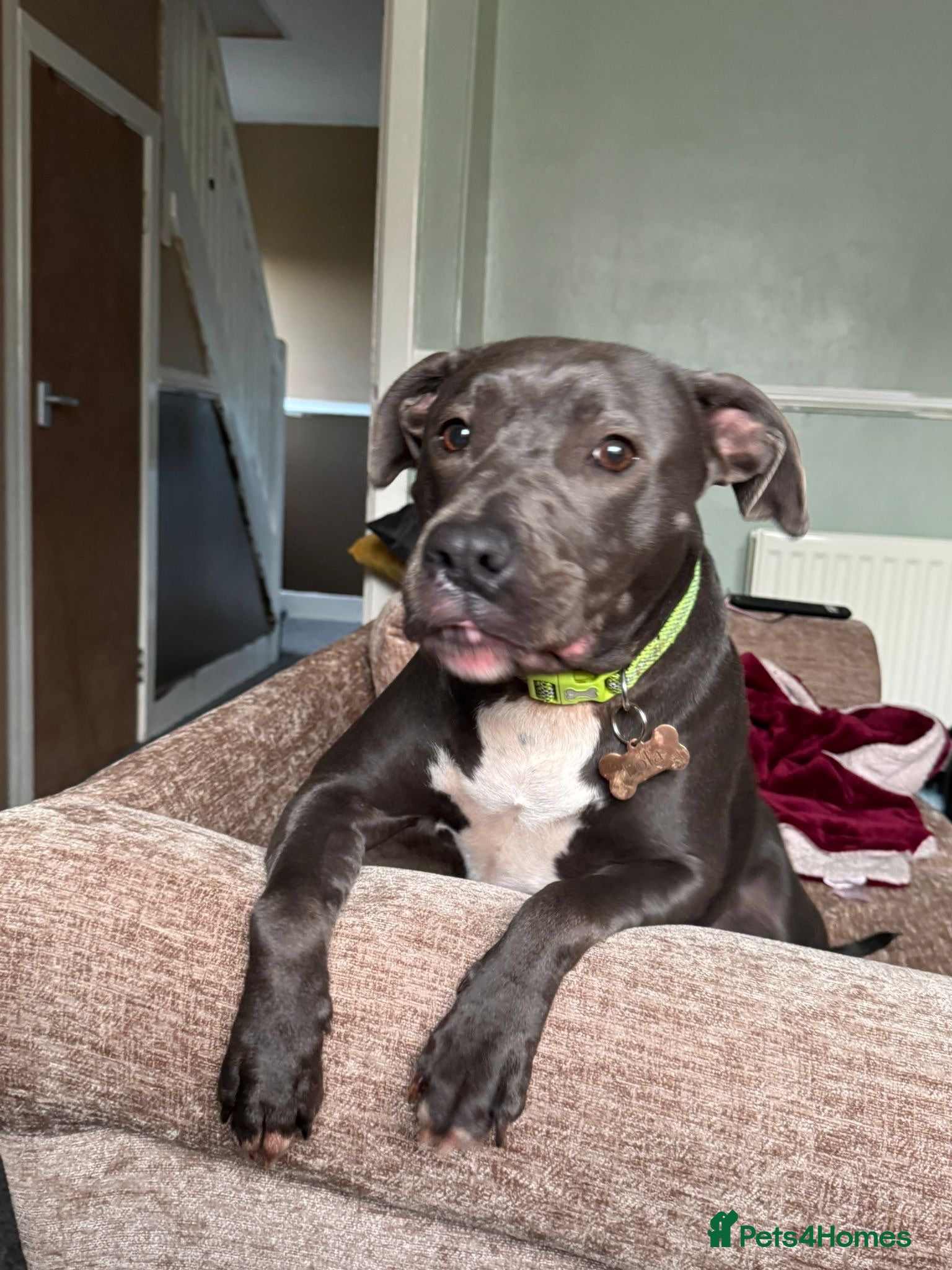 Mixed Breed dogs 2 Dogs needing to be rehomed. - Advert 1