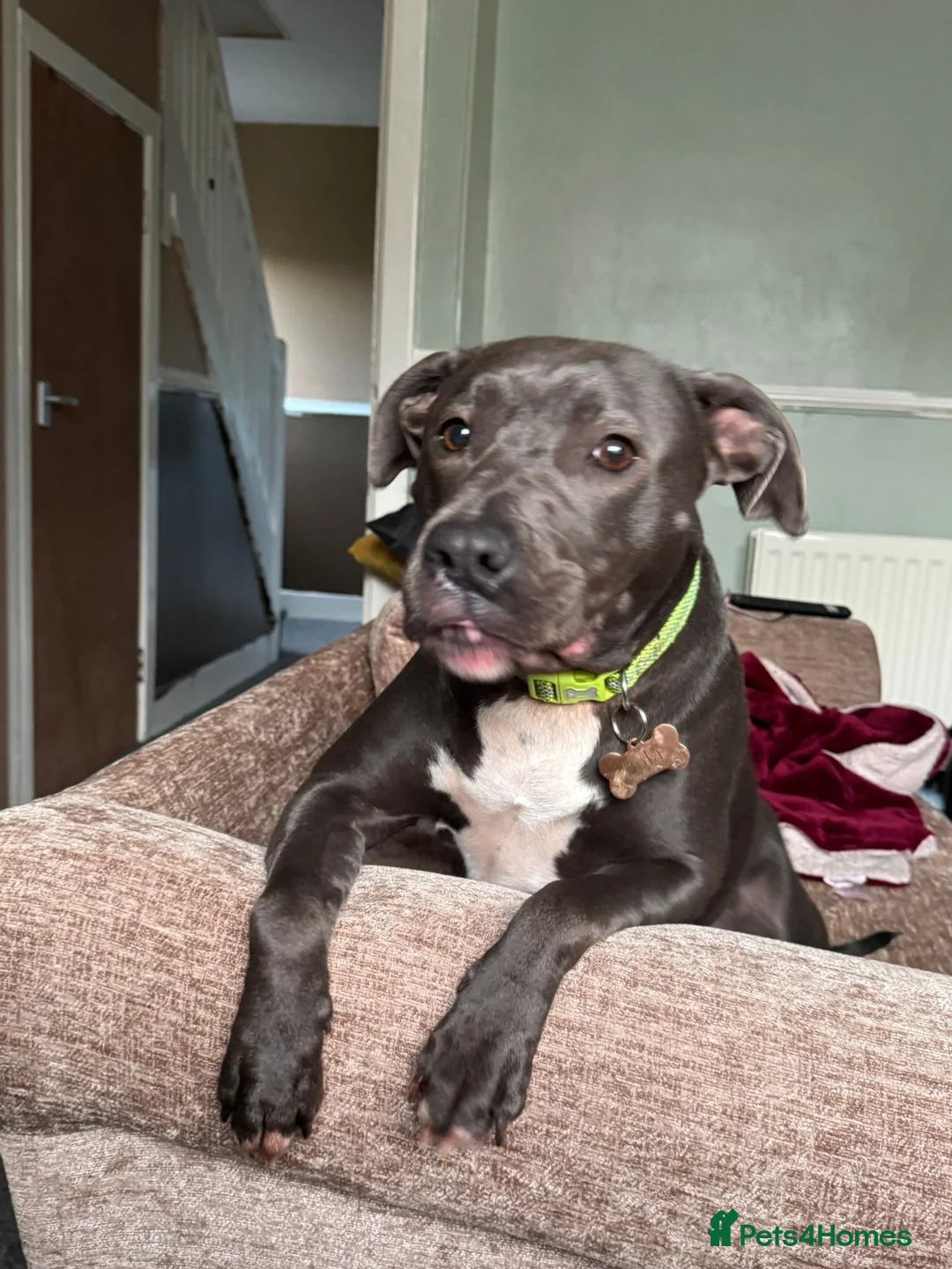 Mixed Breed dogs for sale: 2 Dogs needing to be rehomed. - Advert 1