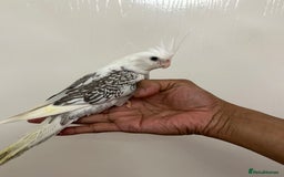Cockatiels birds for sale: 2 baby super tame  hand reared Cockateils  - Image 3