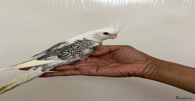 Cockatiels birds - Advert 5