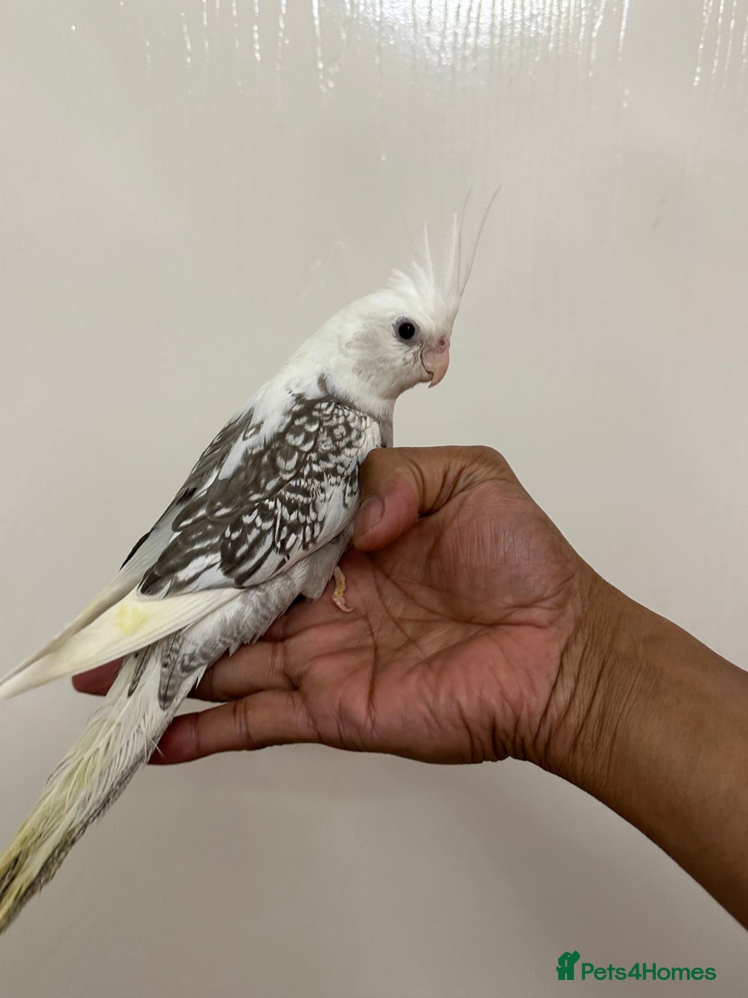 Cockatiels birds for sale: 2 baby super tame  hand reared Cockateils  - Image 3