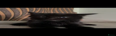 Norwegian Forest Cat Kitten 4