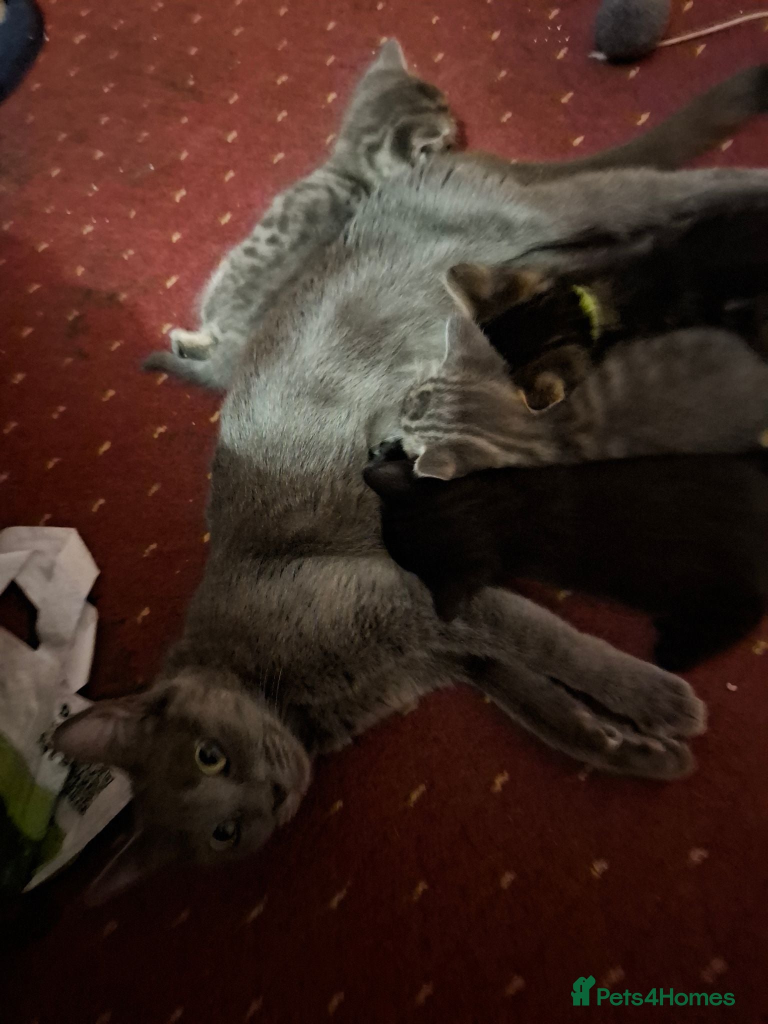 Mixed Breed cats Lovely kittens looking for their forever homes  - Advert 4